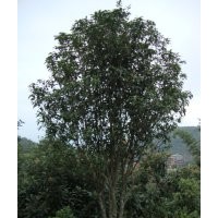 泉州桂花、莆田四季桂花、廈門桂花、龍巖桂花