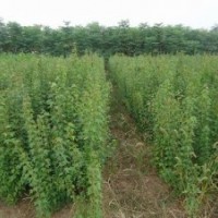 出售廣玉蘭，香樟，雪松，大葉女貞等綠化苗木