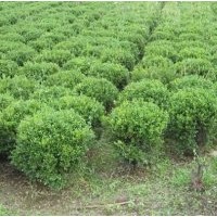 供應(yīng):冬青球，黃楊球，大葉黃楊球，金葉女貞球