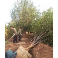 八棱海棠觀賞價值