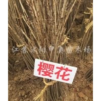 大量供應(yīng)小苗:櫻花苗 、紫穗槐小苗、法桐小苗