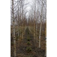 供應(yīng)白樺樹，青扦云杉