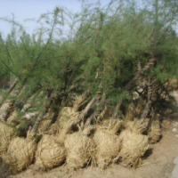 供應(yīng)各種規(guī)格檉柳