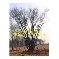 茶條槭 五角楓等苗木供應(yīng)