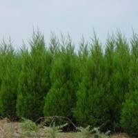 1.5米蜀儈 2米蜀儈 3米蜀儈