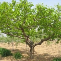 山楂樹合作社 20公分山楂樹