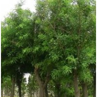 國槐白蠟法桐(圖)