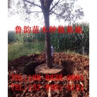 25公分國(guó)槐樹，哪里有25公分國(guó)槐樹