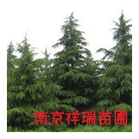 雪松價格-廣玉蘭價格-雪松價格走勢