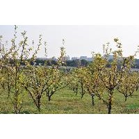 供應(yīng)側(cè)柏，蜀儈，河南儈，油松，國槐，蘋果樹，梨樹，山楂樹