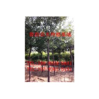 哪里有國(guó)槐樹，哪里有18公分國(guó)槐樹