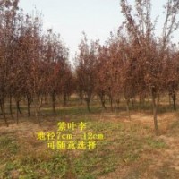 紫葉李 紫葉矮櫻 紅葉碧桃 五角楓 紅寶石海棠 西府海棠 北美海棠