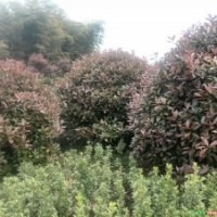 紅葉石楠 石楠小苗,石楠毛球,石楠光球