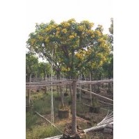 中山市金上三和花木主營黃槐，小葉欖仁。供應以下袋苗/假植苗