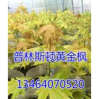 普林斯頓金黃金楓，黃金楓小苗，挪威黃金楓