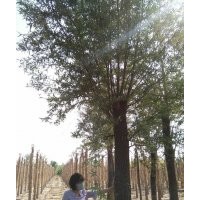 柳樹 速生柳 饅頭柳