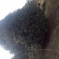 低價出售10公分至18公分桂花.海棠.紅葉李.早晚櫻花.雞爪柒.紅楓.