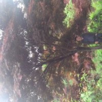 出售紅楓18公分至20公分