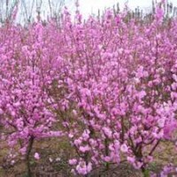 榆葉梅（2-15公分）