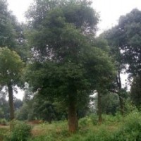 30公分香樟樹,32公分香樟樹,35公分移栽香樟樹