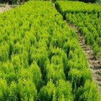 苗木大甩賣,塔柏，龍柏，北京快苗木