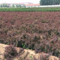 供應(yīng)冬青苗球，大葉黃楊苗球