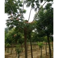 出售合歡，哪里有合歡，合歡價格