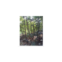 批發(fā)木荷、2公分木荷、3公分木荷價格