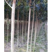 供應(yīng)大葉女貞、枇杷、欒樹(shù)