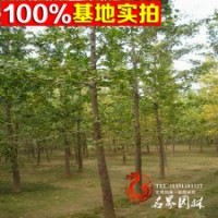 出售各種規(guī)格 銀杏 實生銀杏苗