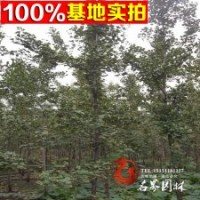 出售各種規(guī)格 銀杏 實生銀杏苗