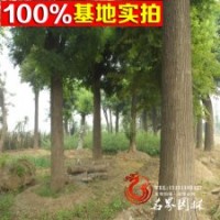 國槐基地特價供應【大國槐】國槐苗