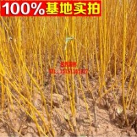 綠化苗木嫁接黃金槐 金枝槐