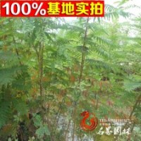 火炬樹喬木 行道樹 三年生 規(guī)格全