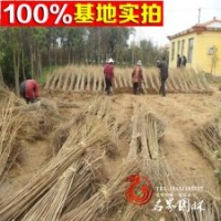 綠化苗木 櫻花樹苗 日本櫻花