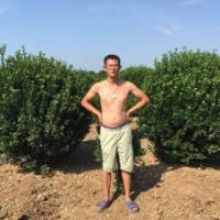 供應(yīng)：紫葉李，大葉黃楊，合歡，北海道黃楊。