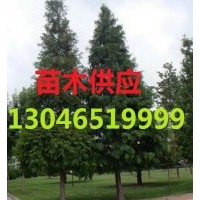 中山杉價格，中山杉小苗，中山杉產(chǎn)地