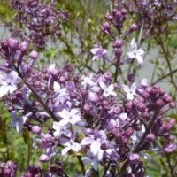 營養(yǎng)缽丁香