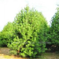 3.5米白皮松藍(lán)田白皮松