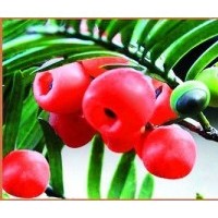 東北紅豆杉樹苗、東北紅豆杉苗、紅豆杉種苗、紅豆杉苗價(jià)格