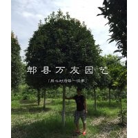 四川高桿桂花|成都高桿桂花基地|四川桂花基地|成都桂花|成都桂花