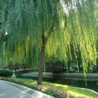【金絲垂柳】金絲垂柳小苗價格，華潤苗木基地，金絲垂柳銷售-第