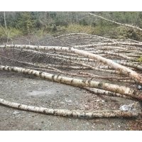 供應(yīng)白榆白樺毛白楊