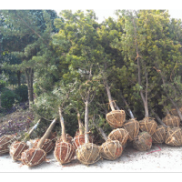 6公分羅漢松 供應6公分羅漢松 6公分羅漢松供應 供應福建6公分羅