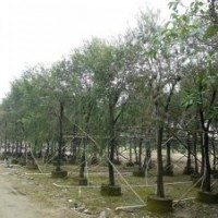 廣東紅千層-云南紅千層-四川紅千層-貴州紅千層-廣西紅千層-福建