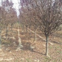 紅葉李，安徽紅葉李，紅葉李價格，紫葉李