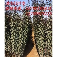 速生紅葉李