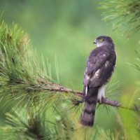 陜西藍(lán)田亞綠白皮松種植基地