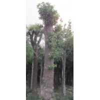 供應(yīng)國槐，黃金槐，白蠟，法桐，皂角
