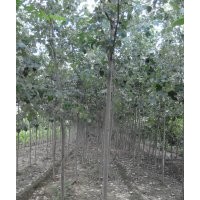 毛白楊小苗，毛白楊樹苗，毛白楊小苗價(jià)格